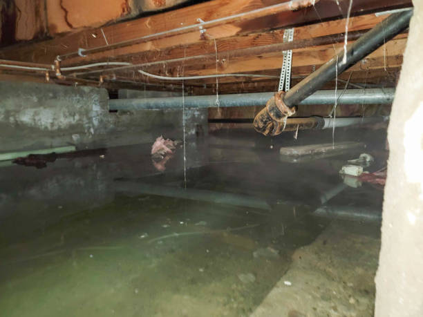 Best Professional water damage repair  in Arabi, LA
